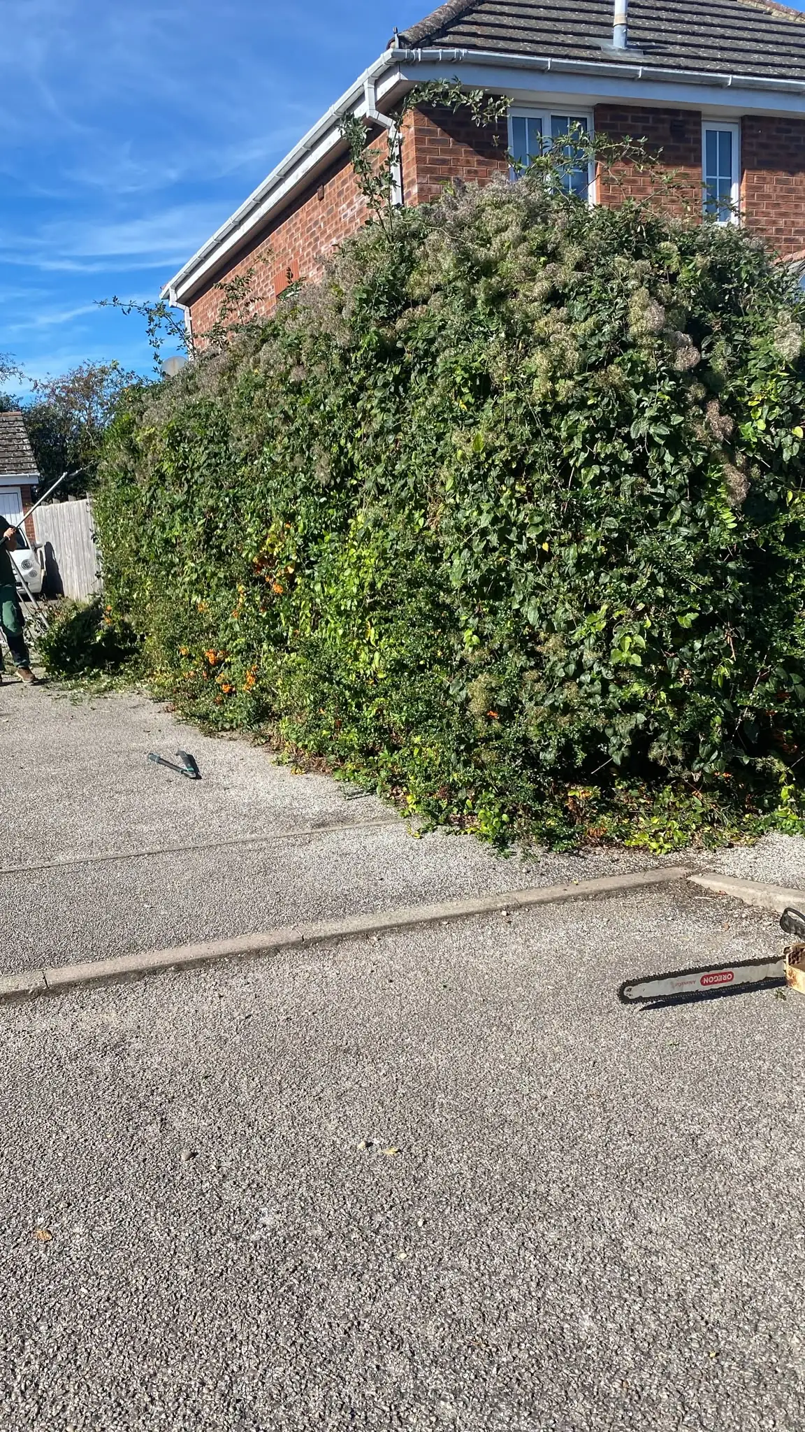 Before: an overgrown corner hedge spilling onto a driveway
