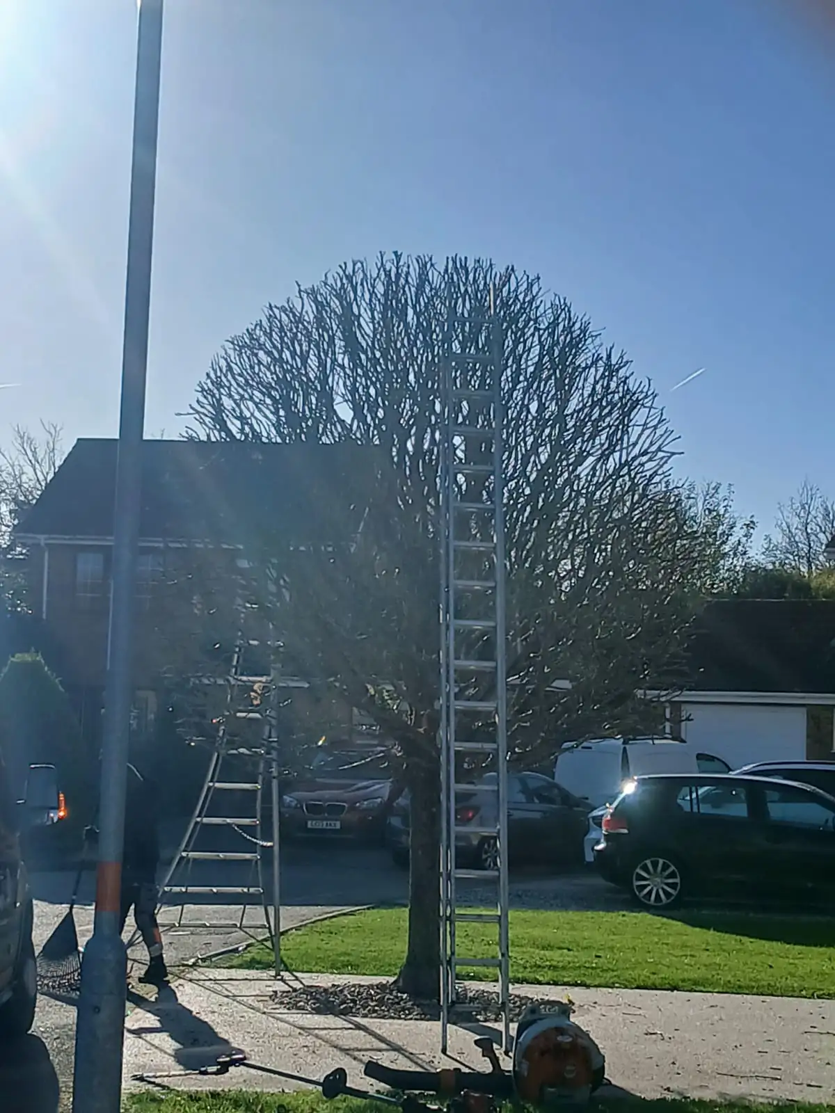 During: pollarding a front-garden tree, with ladders up against the crown